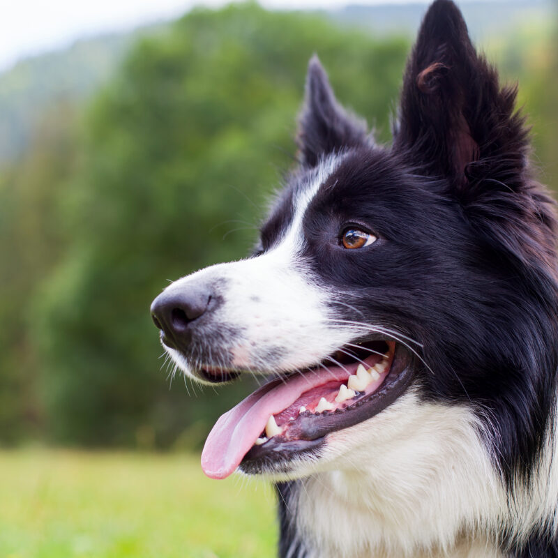 Collie River Tourist Park: Pet Friendly 